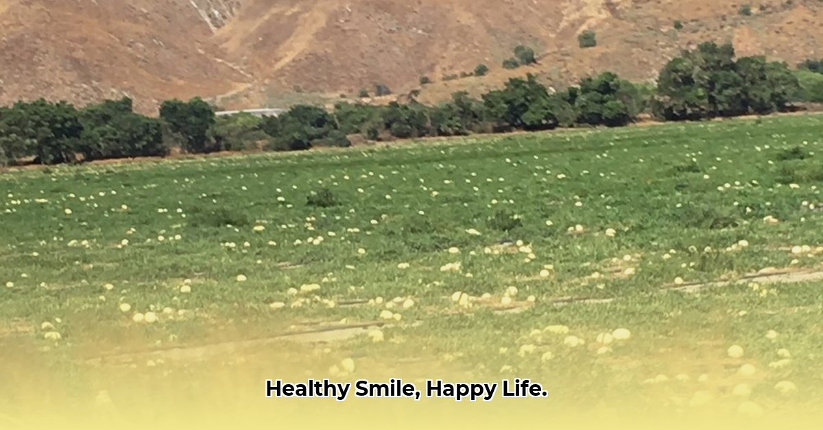 san-jacinto-smiles-in-san-jacinto-ca